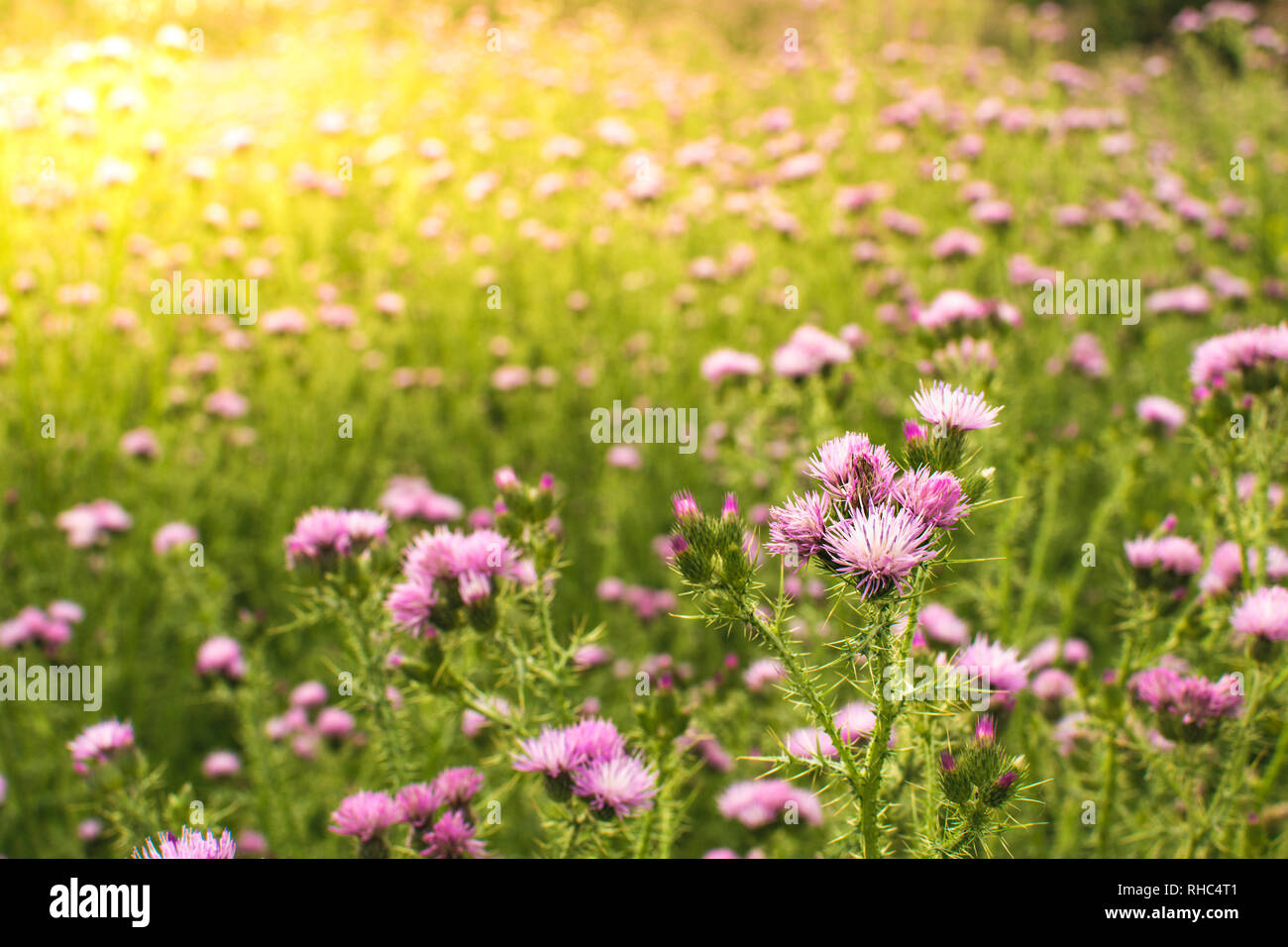 Domaine de chardon au printemps avec sun flare lumière. Le coucher du soleil. Banque D'Images