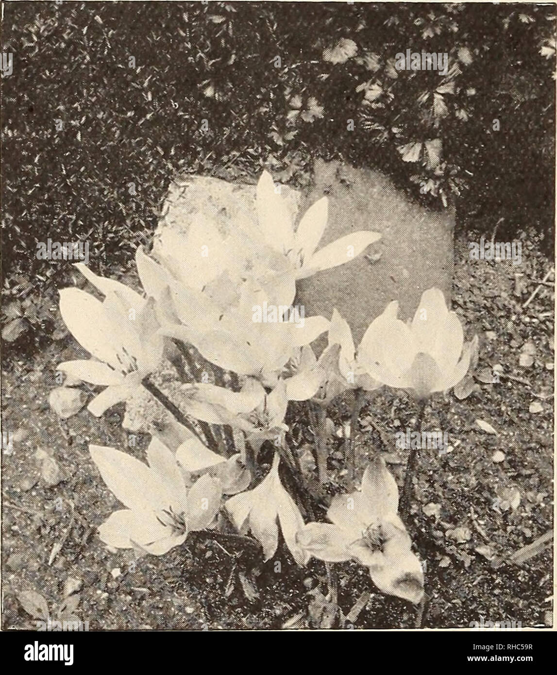 Le Livre De Jardinage Un Manuel Dhorticulture Jardinage