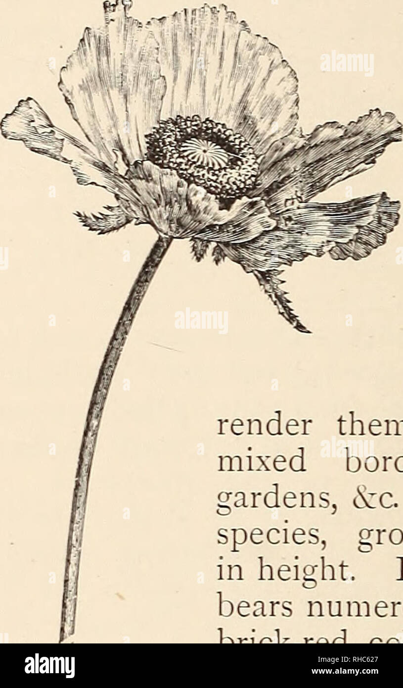 . Le Livre de jardinage ; un manuel d'horticulture. Jardinage ; la floriculture. . Veuillez noter que ces images sont extraites de la page numérisée des images qui peuvent avoir été retouchées numériquement pour plus de lisibilité - coloration et l'aspect de ces illustrations ne peut pas parfaitement ressembler à l'œuvre originale.. Drury, William D. , 1857-1928, éd. Londres, ing. , L. U. Gill ; New York, U.S.A. , C. Scribner's Sons Banque D'Images