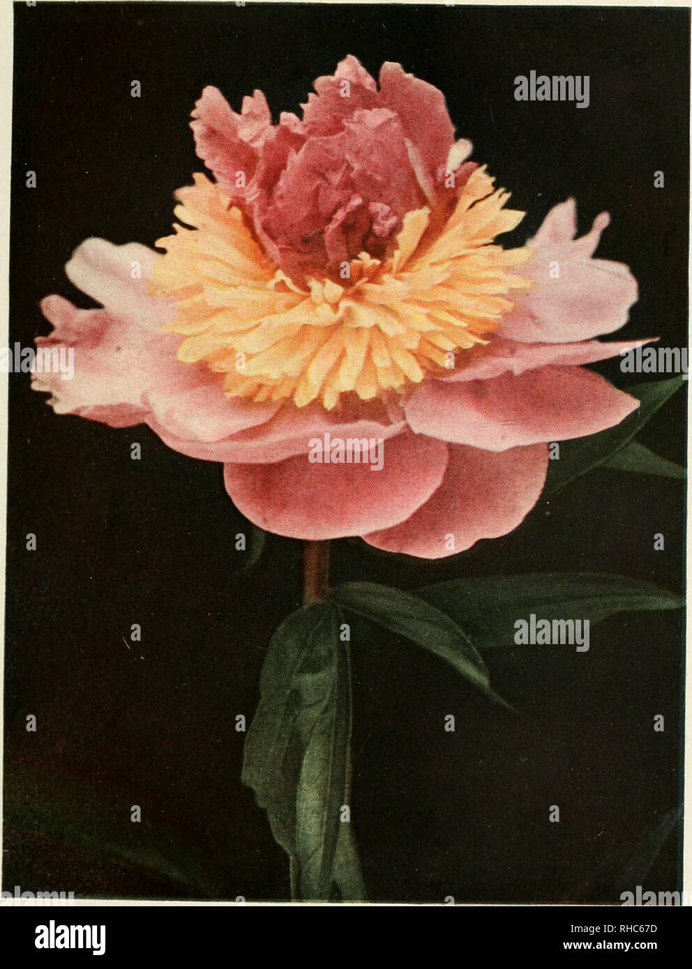 Le livre de la pivoine. . PHILOMELE (Calot, 1861) ou Japonais type de la  couronne. Le collier de couleur jaune cette fleur donne une apparence plus  frappante. Veuillez noter que ces