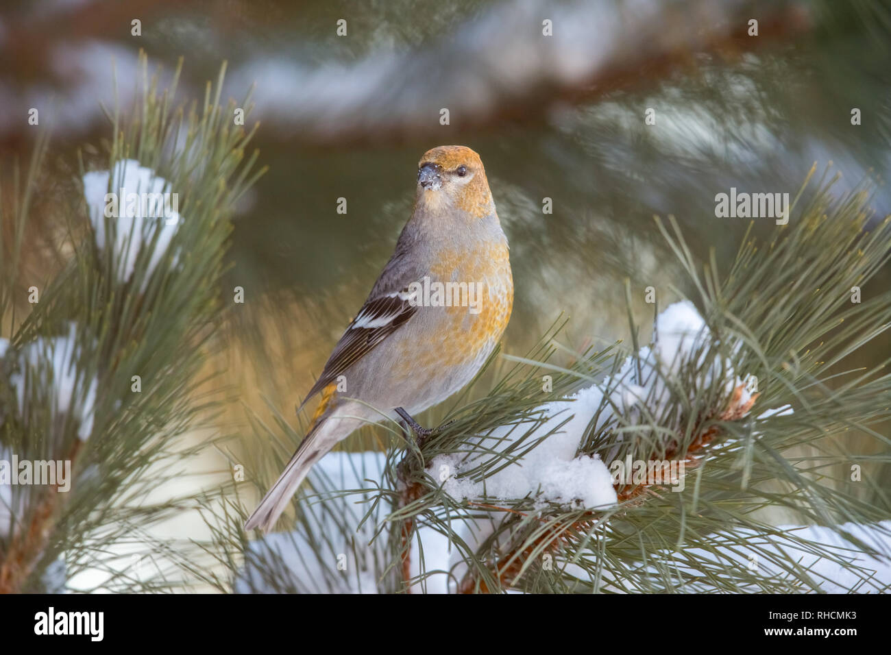 Durbec des femmes dans le nord du Wisconsin. Banque D'Images