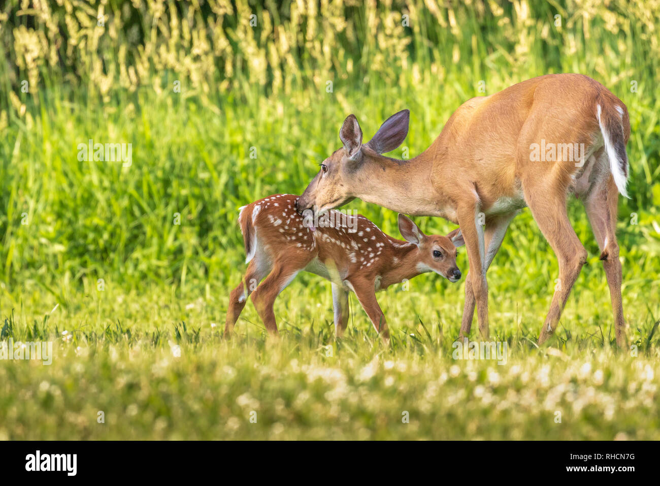 Le Cerf Biche Et Son Faon Dans Une Prairie D Ete Du Nord Dans Un Photo Stock Alamy