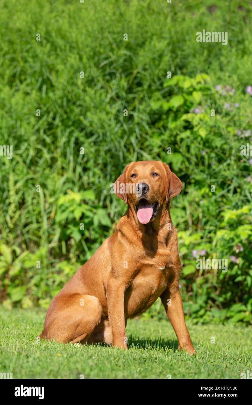 Red Fox Labrador Retriever Banque D'Images