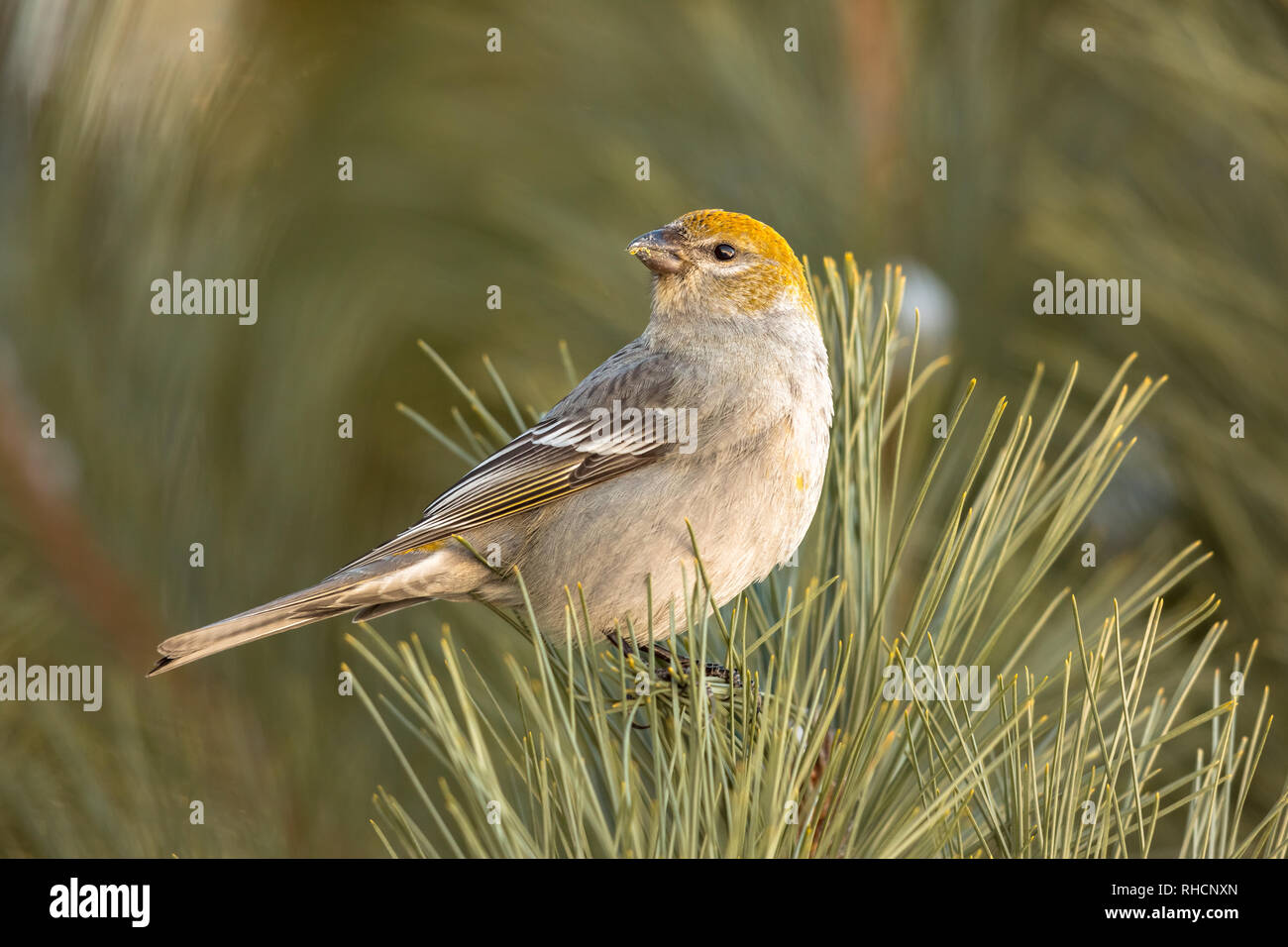 Durbec des femmes dans le nord du Wisconsin. Banque D'Images