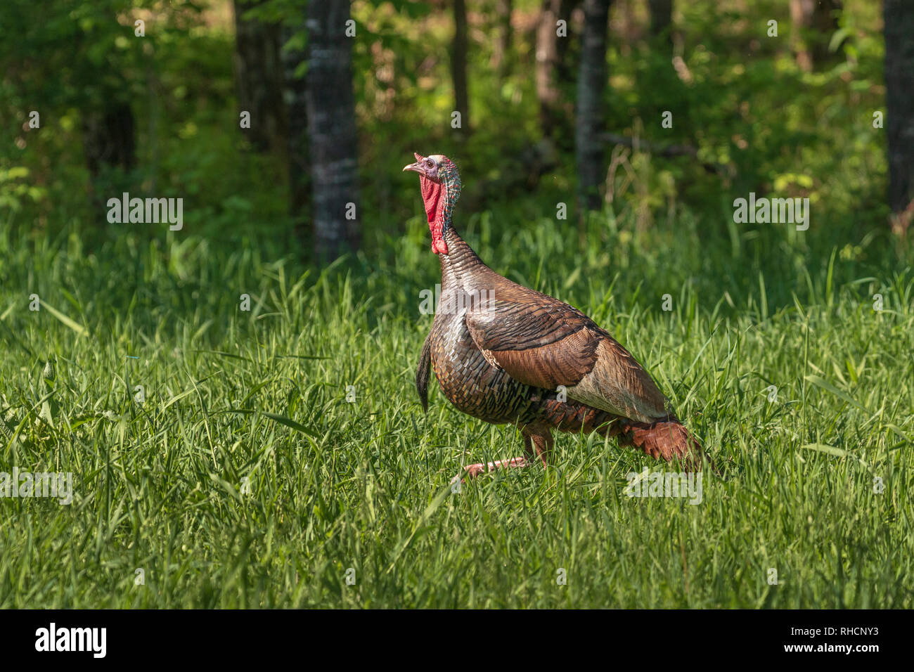Tom la Turquie dans le nord du Wisconsin. Banque D'Images
