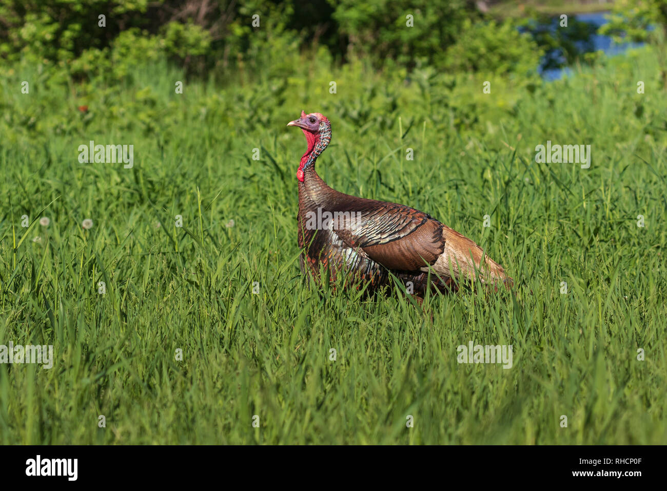 Tom Turquie debout dans un champ du nord du Wisconsin. Banque D'Images