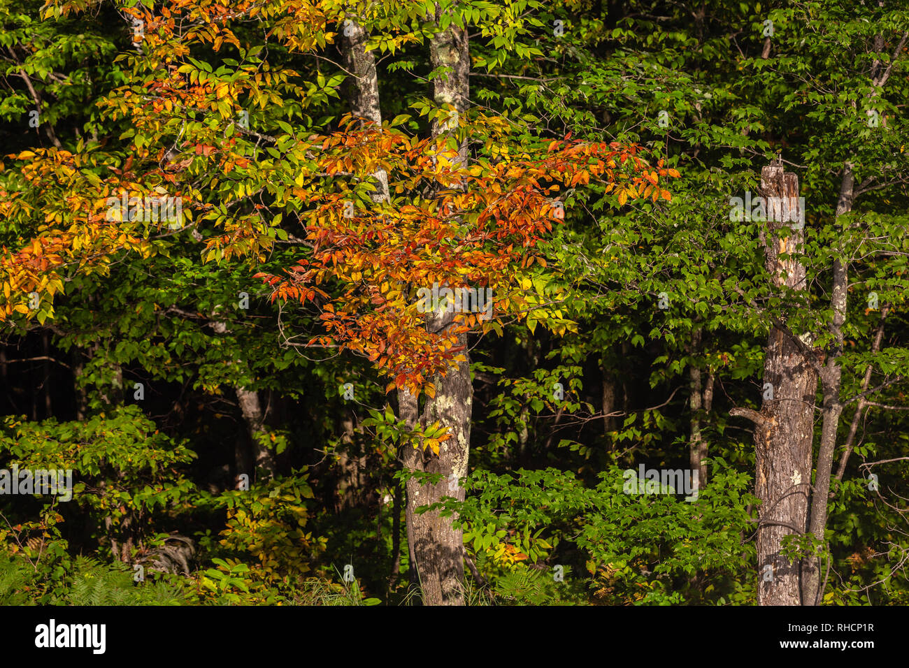 Au début de l'automne couleur dans le nord du Wisconsin. Banque D'Images