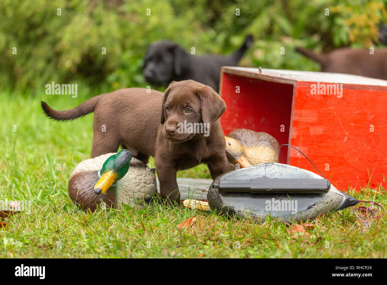 Chiot Labrador retriever chocolat et duck decoys Banque D'Images