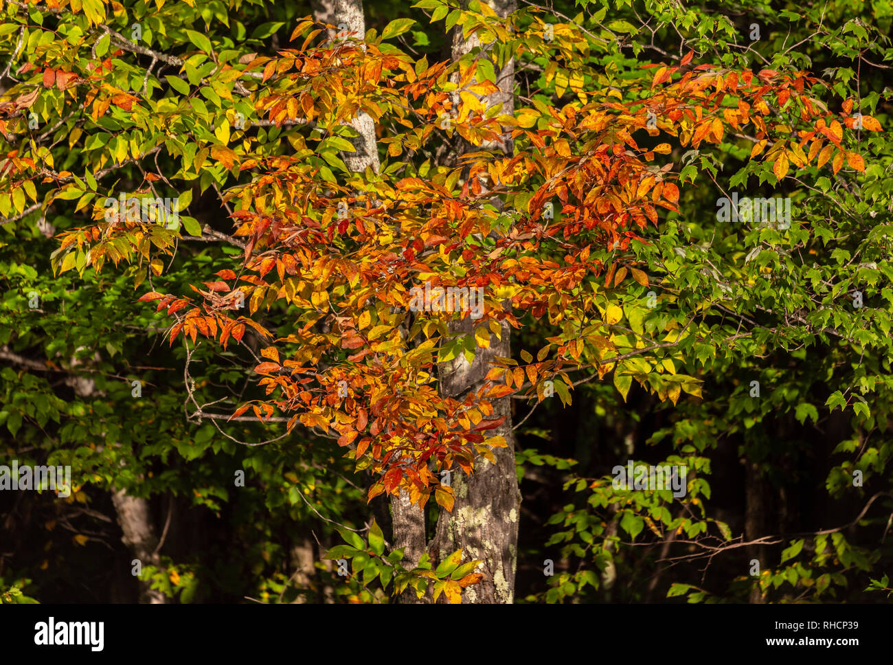 Au début de l'automne couleur dans le nord du Wisconsin. Banque D'Images
