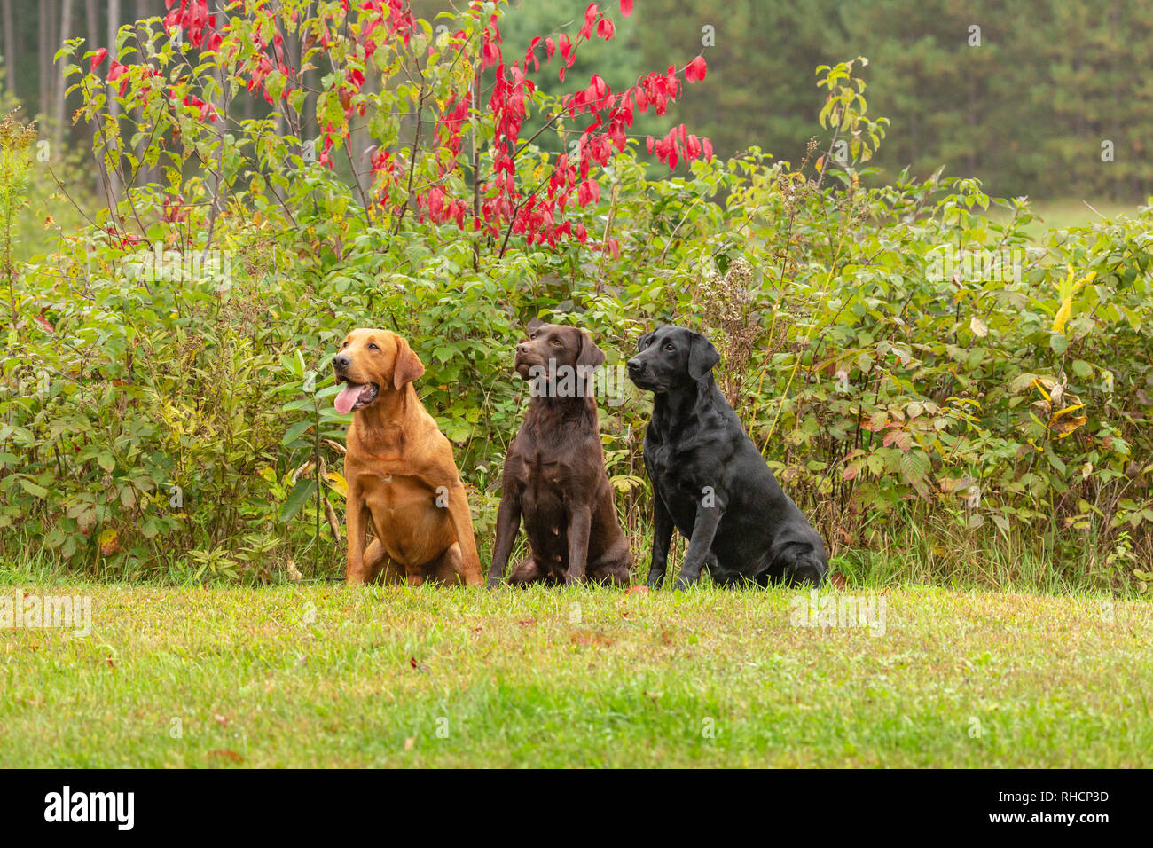 Chocolat, noir, et rouge fox retrievers du Labrador posant ensemble dans une arrière-cour du Wisconsin. Banque D'Images