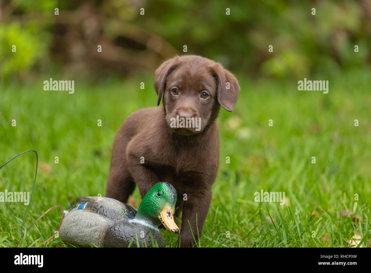Chiot Labrador retriever chocolat et un canard colvert leurre Photo Stock -  Alamy