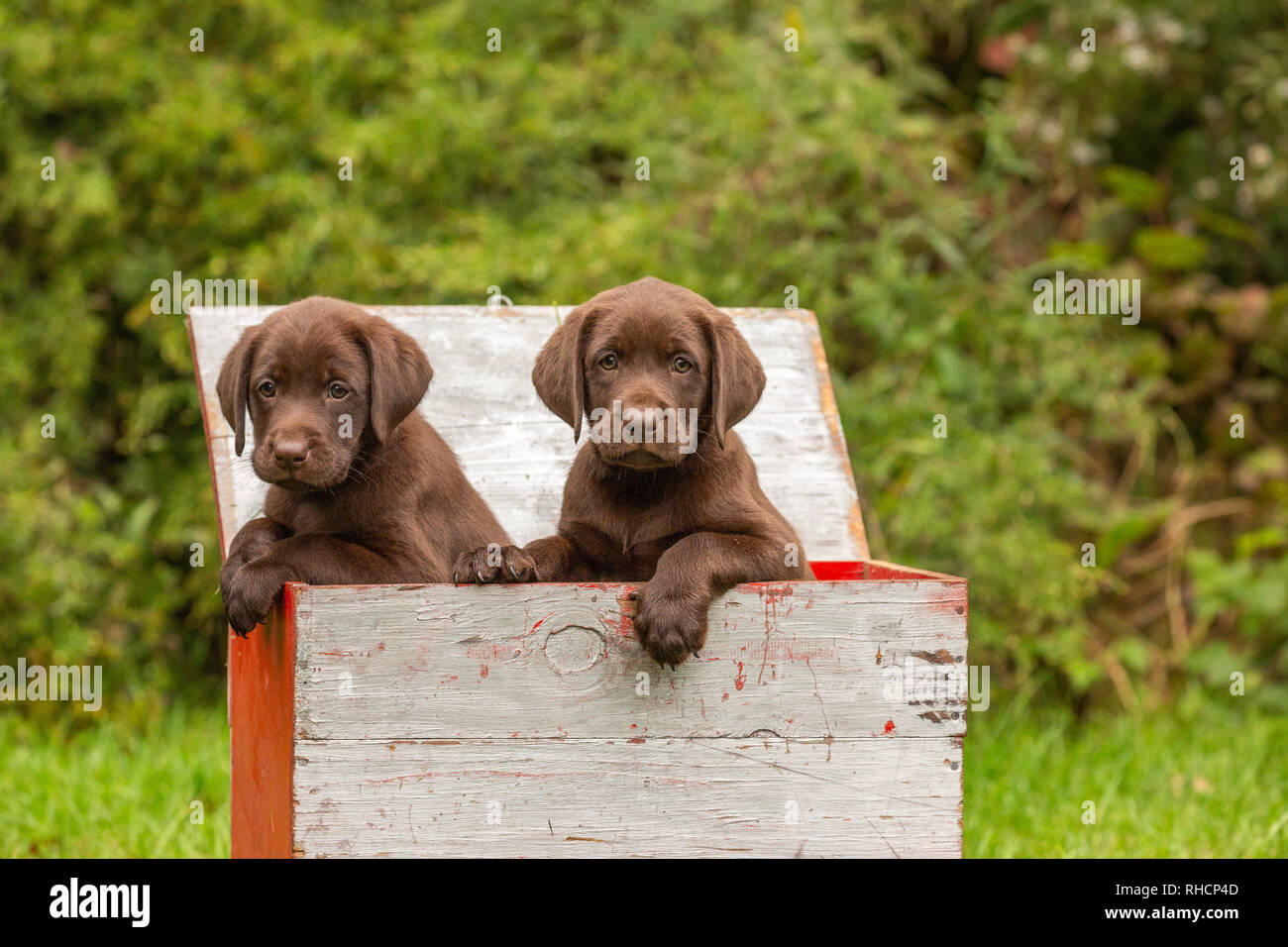 Chiots Labrador retriever chocolat dans une boîte de leurres de canard. Banque D'Images