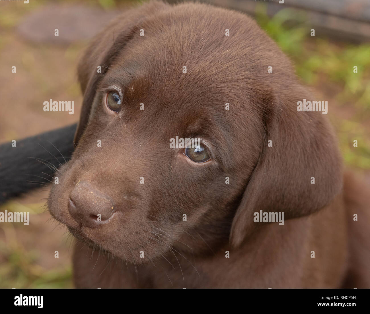 Close up d'un chiot labrador retriever chocolat. Banque D'Images