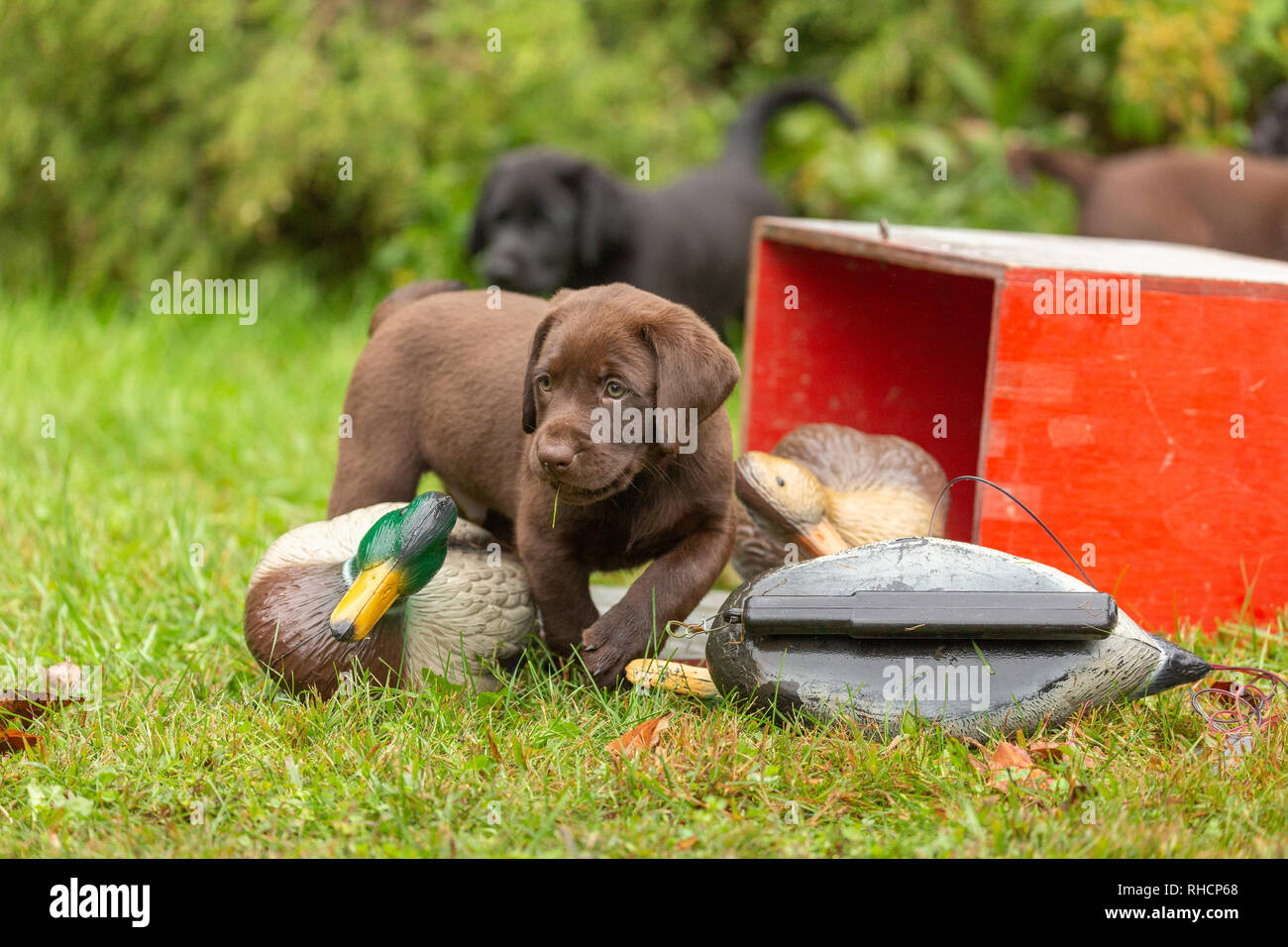 Chiot Labrador retriever chocolat et duck decoys Banque D'Images