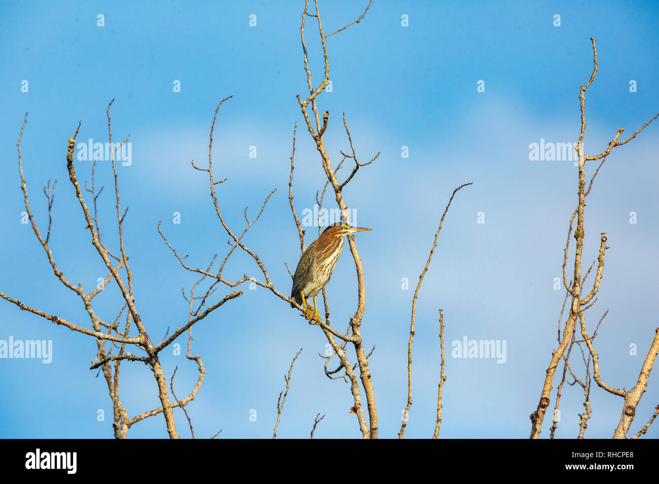 Le héron vert juvénile perchée dans un accroc. Banque D'Images