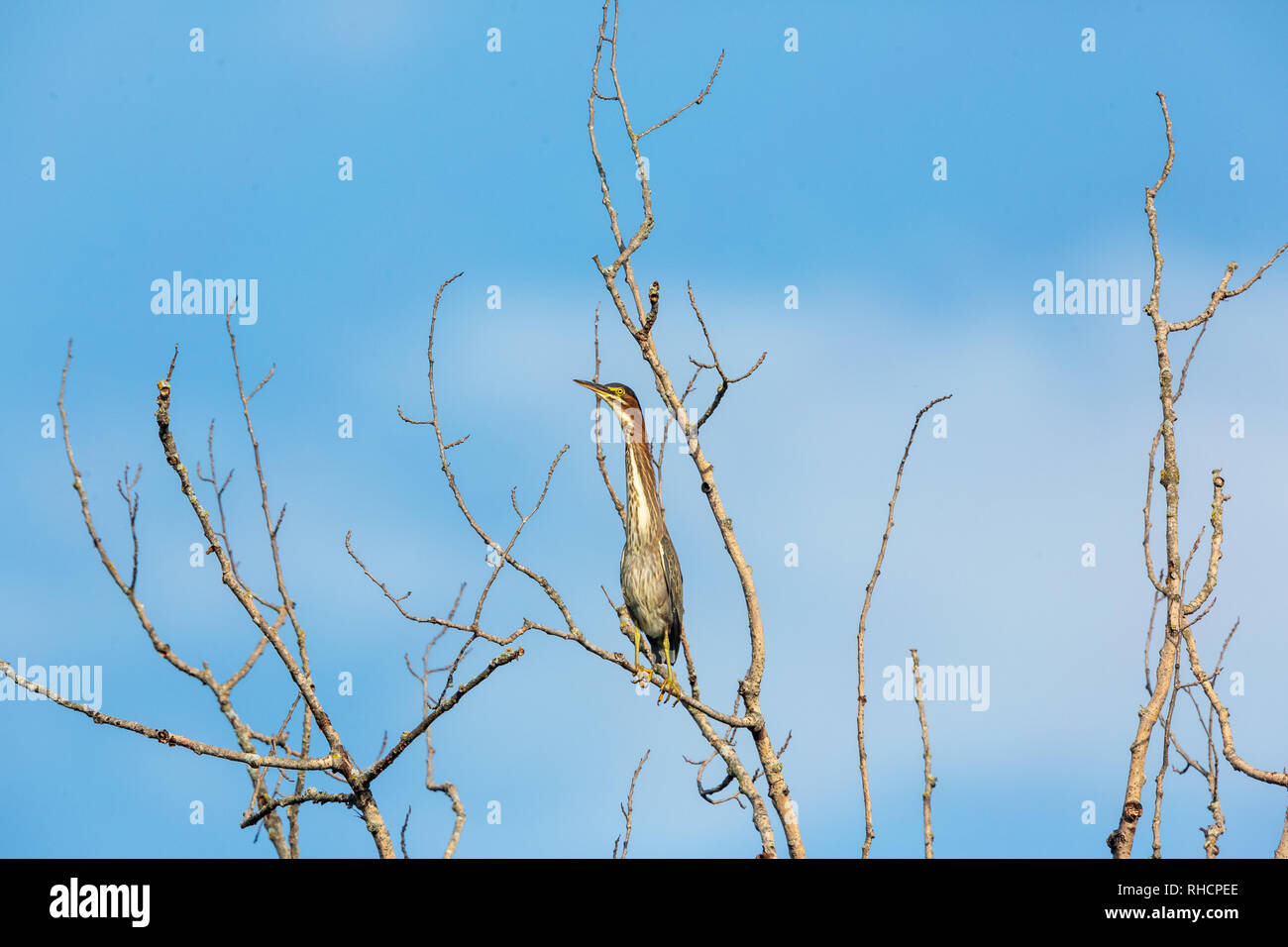 Le héron vert juvénile perchée dans un accroc. Banque D'Images