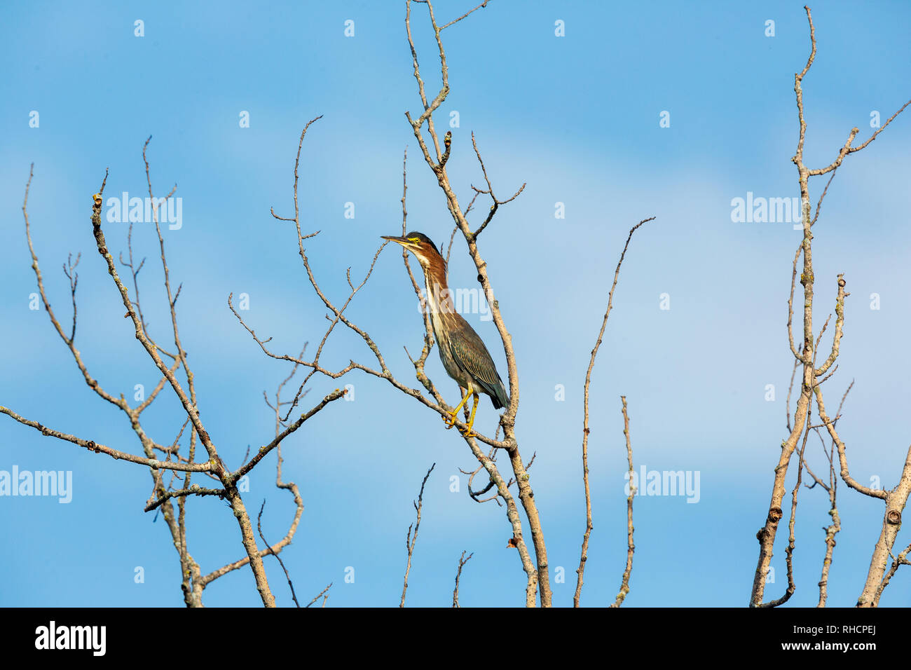 Le héron vert juvénile perchée dans un accroc. Banque D'Images