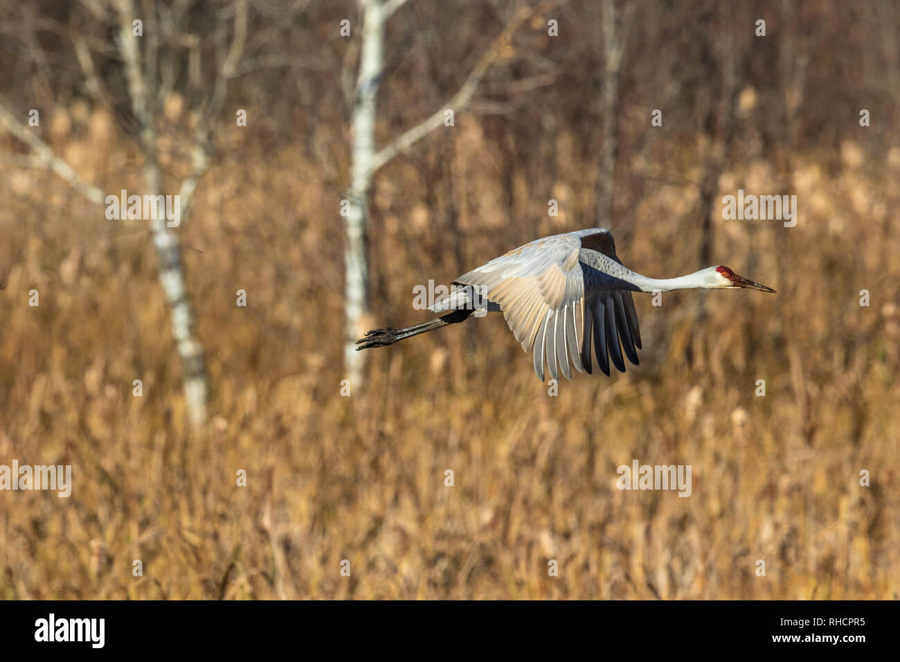 La grue survolant Crex Meadows de faune. Banque D'Images