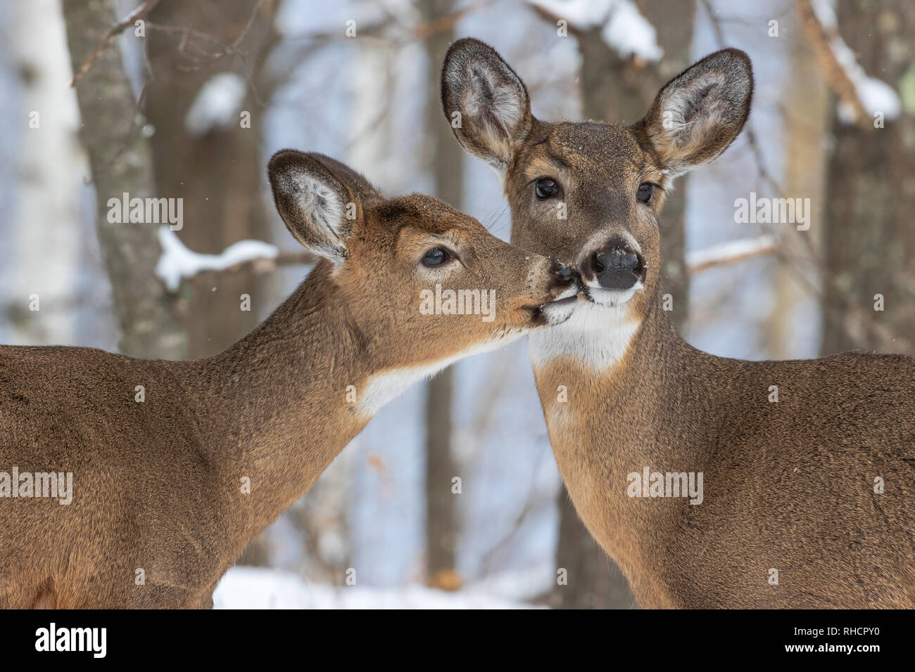 Biche Cerf Banque d'image et photos Alamy — free download