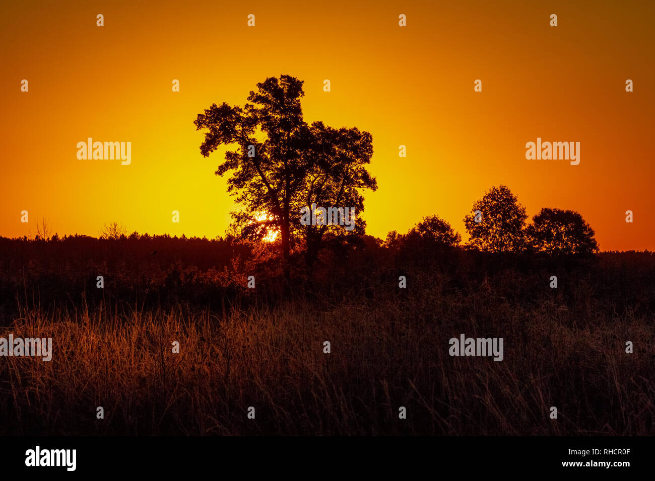 Le soleil du matin d'oeil sur l'horizon en Crex Meadows de faune. Banque D'Images