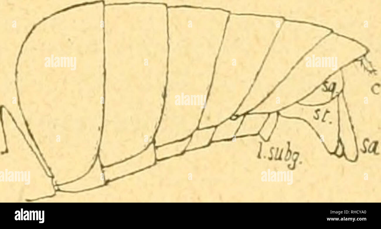 Lunghi grossi