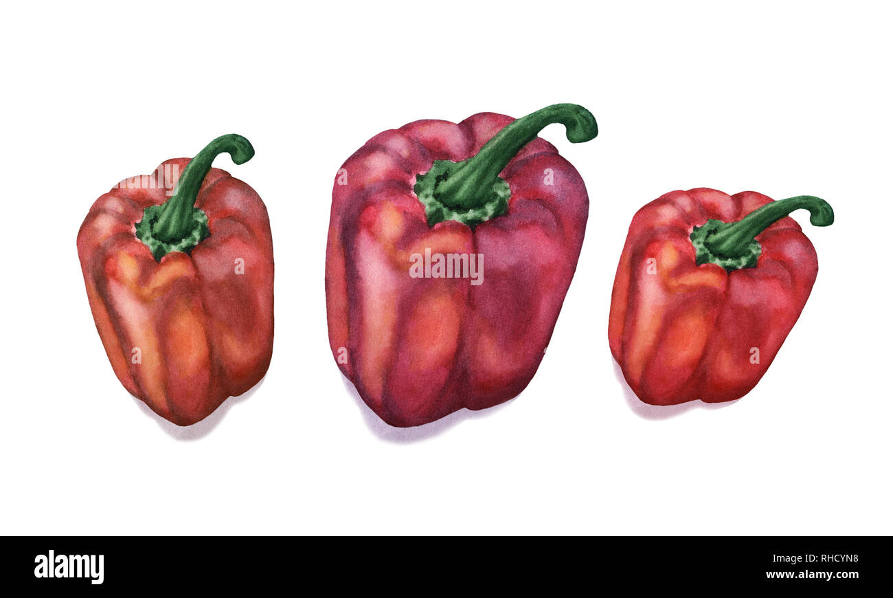 Poivron orange et rouge à l'aquarelle. Trois nouvelles capsicum isolé sur fond blanc. Banque D'Images