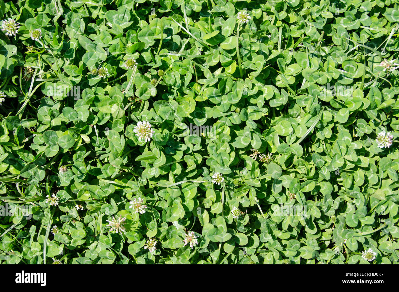 Image de fond de trèfle à fleurs blanches couvrant une pelouse au soleil. Banque D'Images