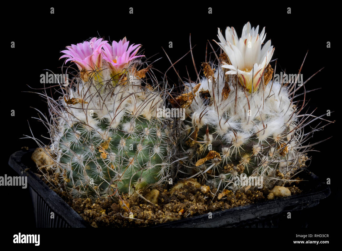 Turbinicarpus Cactus avec flower isolated on Black Banque D'Images