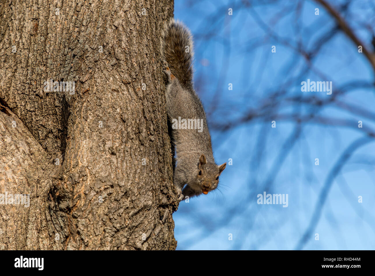 L'Écureuil gris de l'envers sur le côté de l'arbre sur le Boston Common Banque D'Images