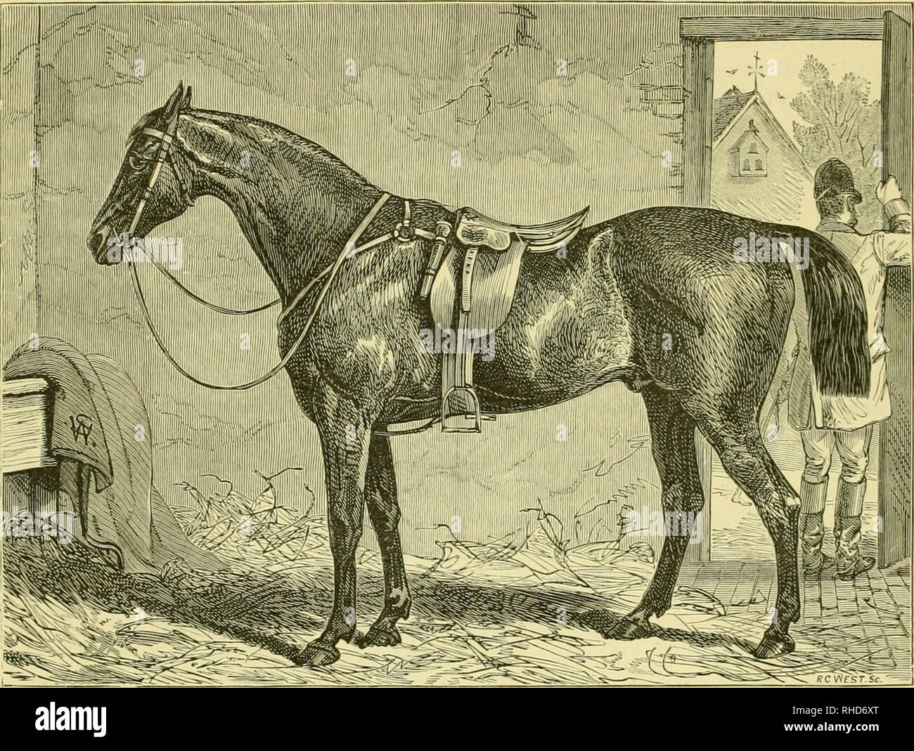 . Le livre du cheval : examen-produites, demi-produites, panier-produites, la selle et le faisceau, britanniques et étrangers, avec des notes sur l'équitation, la gestion de l'élevage ; stable, la rupture et la formation de la route, le parc, et le terrain. Les chevaux, l'équitation. 394 Le livre du cheval. Il y a une vingtaine d'années, Norfolk qui était si célèbre qu'un comté de la chasse à courre dans les grands jours de la brebis-shearings Holkham, n'avait pas de fox-hounds. Mais depuis cette date deux packs ont été estabhshed, et exploitée avec autant de vigueur que lorsque le maïs a été douze shillings le boisseau, et M. Coca* a encouragé ses locataires d'hun Banque D'Images