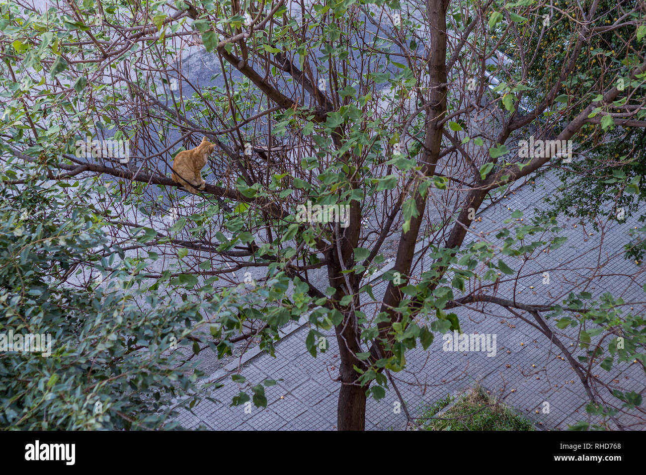 Chat dans un arbre Banque D'Images