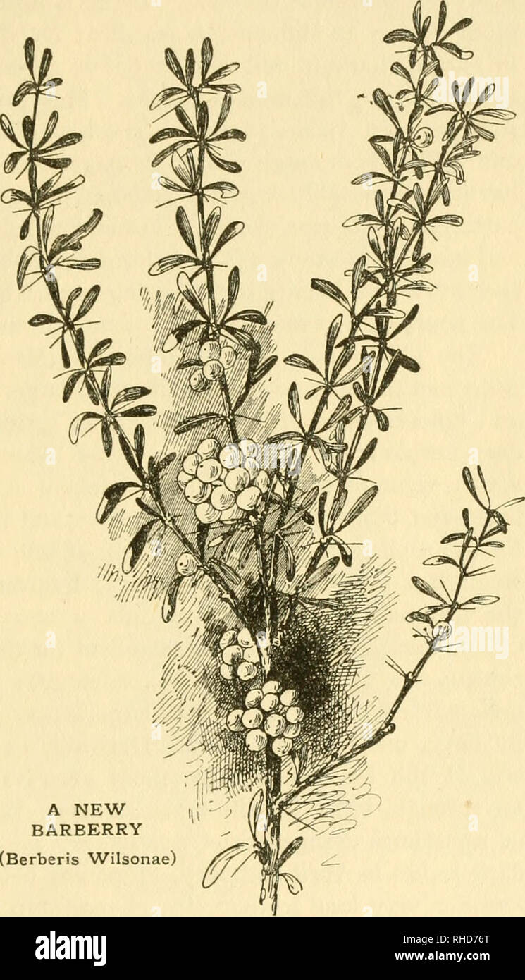 . Le livre de hardy fleurs ; un guide descriptif simple et complète à la culture dans les jardins des arbres et arbustes, fleurs vivaces et annuelles, qui sont robustes, ou sont adaptés à la plantation à l'extérieur en été dans les pays tempérés. La floriculture. BERBERIDOPSIS CORALLINA 6i Bent Grass-{Voir Agrostis.) Berberidopsis corallina chilien est une plante appartenant à la famille de l'épine-vinette (Berberidaceae). Chmbing d'habitude, ses longues et fines branches ligneuses sont habillés avec des feuilles, qui ont des marges épineuses et quelque peu semblables à ceux de l'Mahonia. Les fleurs sont rouge corail d'origine Banque D'Images