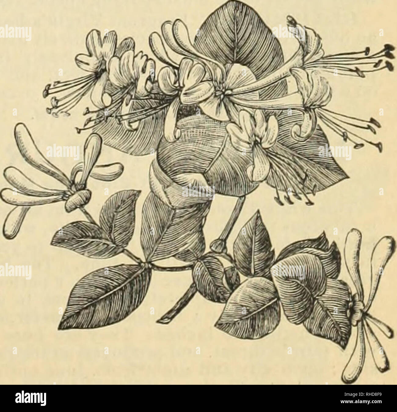 Livre De Fleurs Plantes Et Graines Fleurs Legumes Catalogues Catalogues Les Plantes Plantes Ornementales Des Catalogues Pepinieres Horticulture Pennsylvanie Catalogues Ampelopsis Veitchii Ampei Opsis Veitchii Appele Aussi Boston Lvy