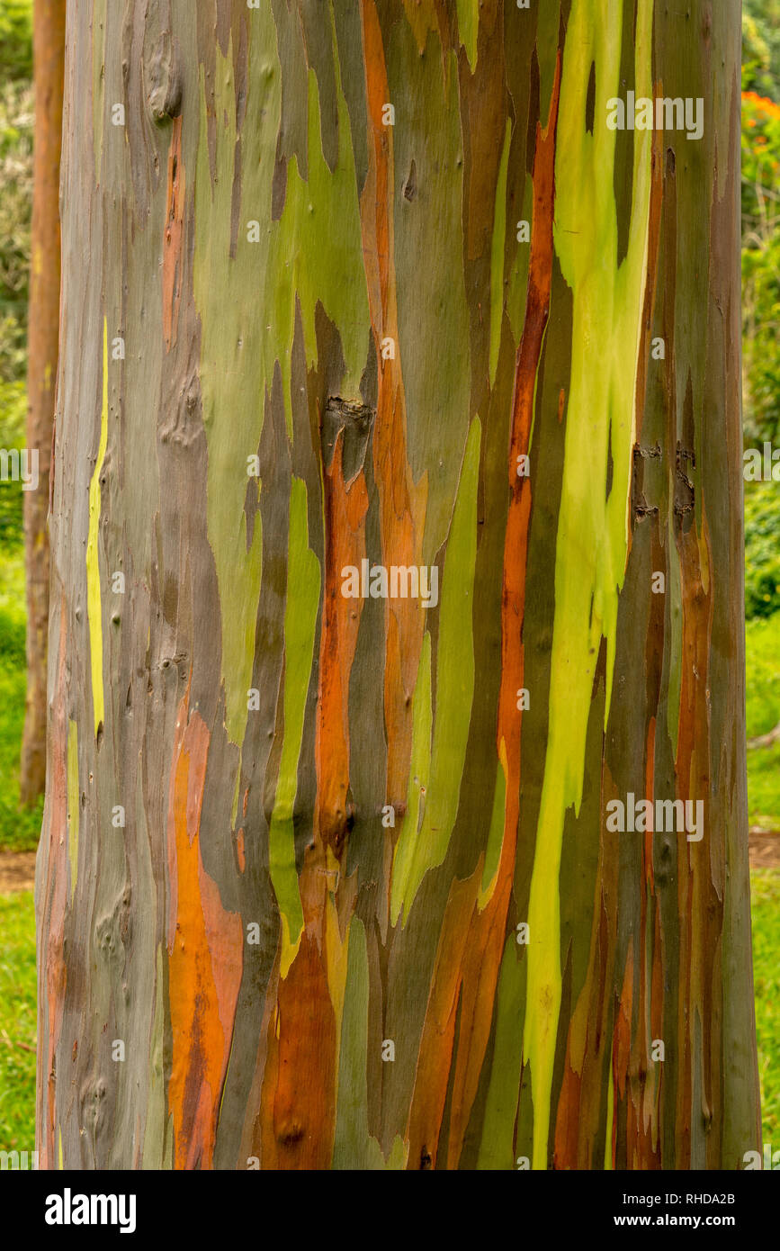 Détail de l'écorce de couleur Eucalyptus Arc-en-ciel Banque D'Images