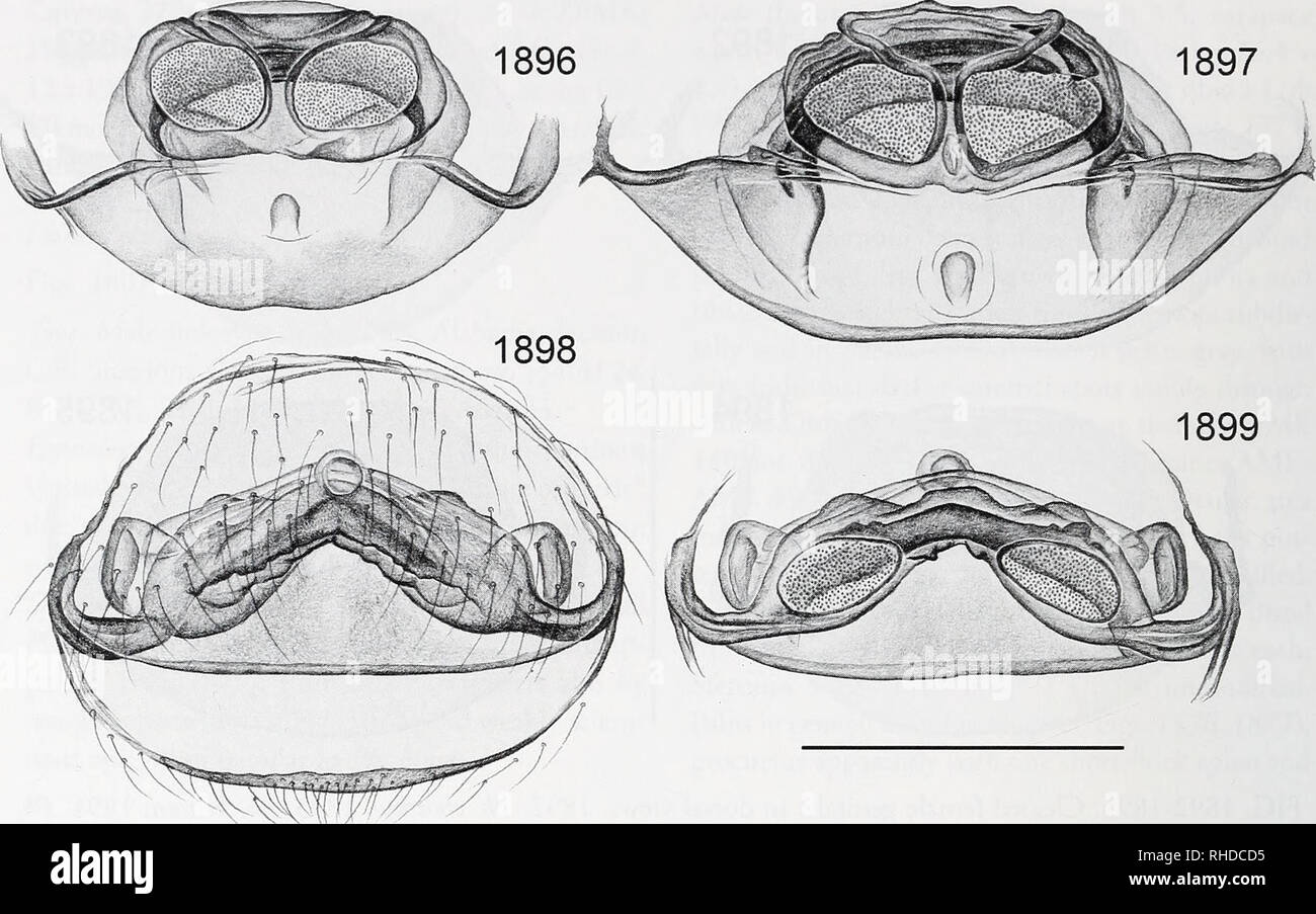 . Bonner zoologische Monographien. Zoologie. BONNER ZOOLOGISCHE MONOGRAPHIEN NR 58/201 1. FIG. 1899. Organes génitaux féminins effacée dans la dorsale (1896, 1897, 1899) et ventrale (1898). 1896. Ph. lanieri. 1897. Ph. reevesi. 1898, 1899. Ph. jusahi. La ligne d'échelle (pour tous) : 0.5. Pholcus choctaw n. sp. Fig. 1805, 1806, 1880, 1892. Holotype mâle de USA, New York, Madison Co., Monte Sano [34°44'N, 86°31'W], 1939, tor- pas donné, dans AMNH. L'étymologie. Nommé pour le Choctaw (également Chahta, Chactas, Chato, Tchakta, et Chocktaw), un peuple Américain originaire de la sud-est des Banque D'Images