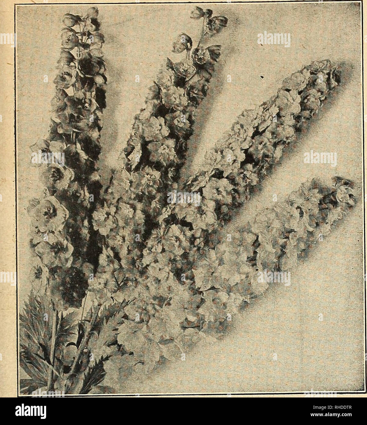 . Réserve pour les fleuristes : automne 1945. Les catalogues de graines de fleurs, plantes (semis) ; catalogues de graines de légumes graines arbres ; catalogues ; Horticulture Catalogues Catalogues de fournitures et de matériel. VAUGHAN MAGASIN DE GRAINES, CHICAGO ET NEW YORK, réserver pour le fleuriste 9. DELPHINIUM PACIFIC GIANT Delphinium hybrides (Vetterle géantes du Pacifique et Reinelt) Cette souche produit des plantes qui sont 60 à 65  % résistantes à la moisissure. Les fleurs sont de taille immense, étroitement définie sur tiges droites qui sont forts et whippy. Les fleurs ne se brisent et représentent un plus pour la coupe du marché aux fleurs. Black Banque D'Images