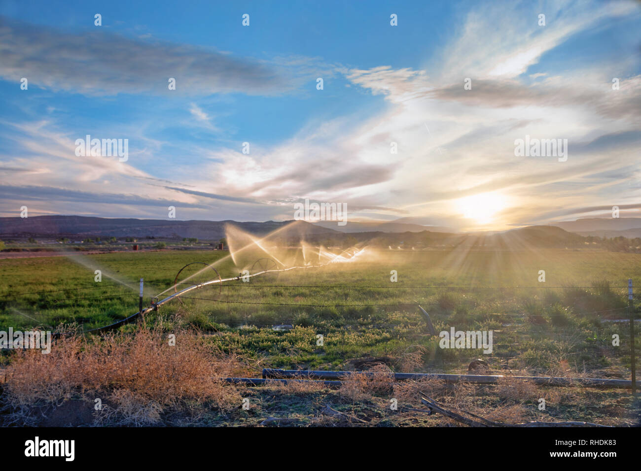 Matériel d'irrigation, l'eau d'Arrosage arroseurs agricoles au champ sur les cultures de plantes agricoles Banque D'Images