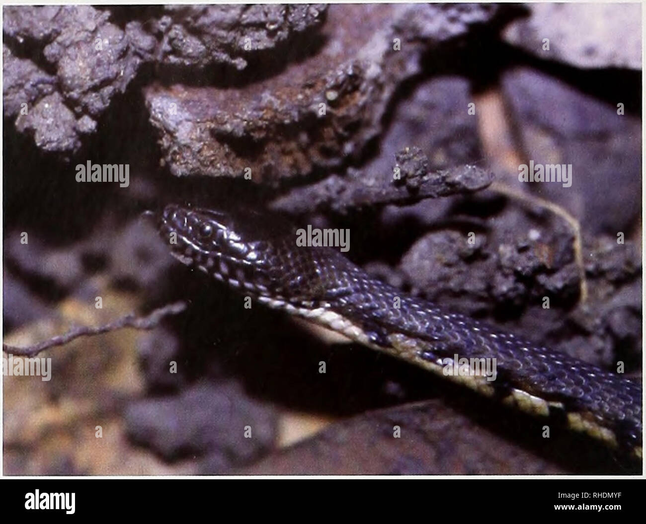 . Bulletin zoologique de Bonn. Zoologie. Klaus 42 Ullenbruch et al. Remarques. De ZFMK 41995, seuls la tête et le cou sont pré- servi. Cette espèce a été observée en grand nombre sur tous les mar- chés visités. Ces grands nombres certainement poser un grave problème de conservation qui pourraient être tamponné par ferme- ment pythons royal pour le commerce international des animaux de compagnie. Néanmoins, ces fermes sera très difficile à contrôler en ce qui concerne les spécimens capturés dans la nature sont concernés. Python sebae (Gmelin, 1788) matériel examiné. Aucun. Remarques. Rock pythons pourrait être vu seulement deux fois le mar- chés par UK durant son enquête. On lui a dit par Banque D'Images