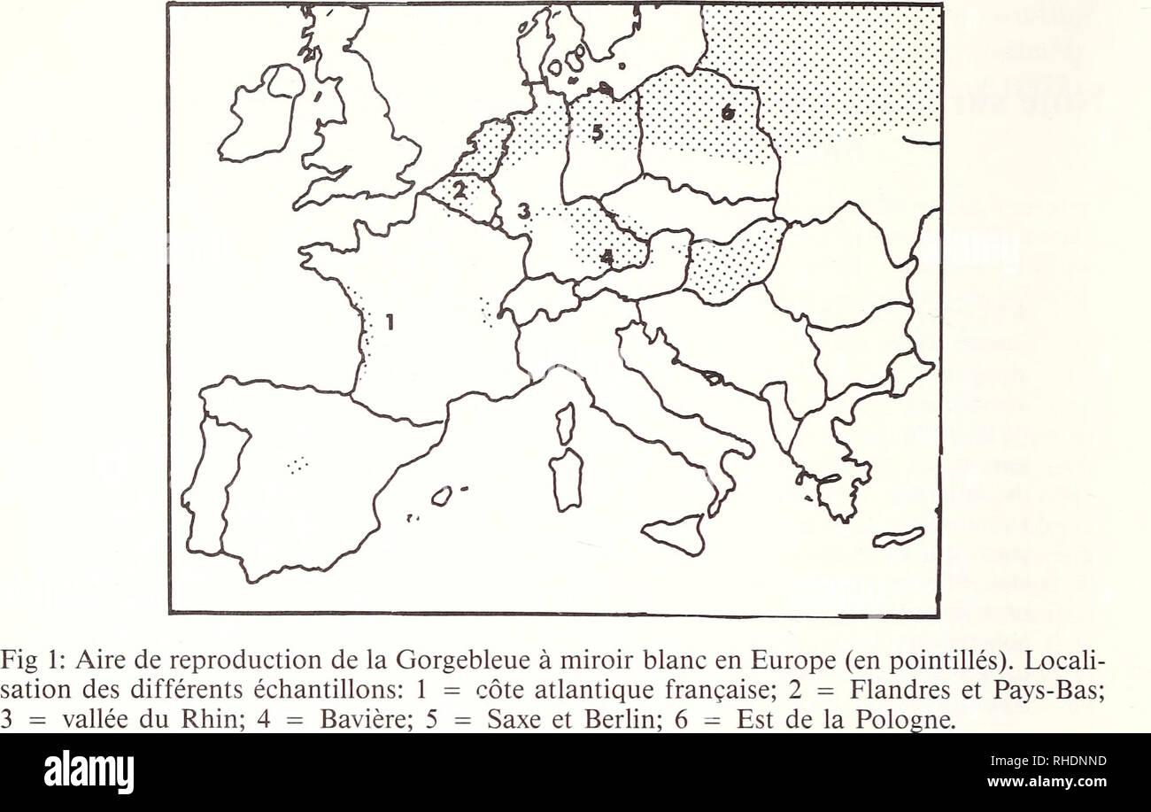 . Bonner zoologische Beiträge : Herausgeber : Zoologisches Forschungsinstitut und Museum Alexander Koenig, Bonn. Biologie ; Zoologie. 36 E. Pasquet. classiques des adultes et de leurs œufs ainsi que des caractéristiques écologiques par- ticuliéres : nidification dans des milieux á formation végétale basse, soumis á I'influence marine (marais salants, prés salés, chenaux soumis au marnage). Adap- tion qui ne semble cependant pas stricte puisque des individus nichent aussi dans les milieux d'eau douce proches (Marion 1977). Cette forme ne se reproduit que sur une frange tres étroite (&lt;10 km) le l Banque D'Images