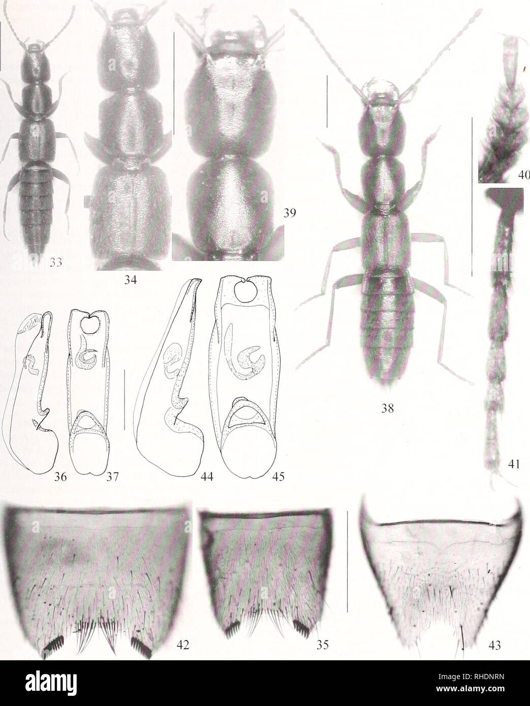 . Bonner zoologische Beiträge : Herausgeber : Zoologisches Forschungsinstitut und Museum Alexander Koenig, Bonn. Biologie ; Zoologie. Volker attribuer : Western Palaearelic Medon AI. Fig. 33-45. Medon subcoriaceus (Wollaston) (33-37) et M. antricola sp. n. (38-45) : l'habitus (33, 38) ; forebody (34) ; hommes ster- nite VII (35, 42) ; à l'édéage lateral et en vue ventrale (36, 37, 44, 45) ; tête et pronotum (39) ; homme protarsus metatar (40) ; (41)- homme ; sternite VIII (43). Barres d'échelle : 33, 34, 38, 39 : 1,0 mm ; 35, 40-43 : 0,5 mm ; 36, 37, 44, 45 : 0,2 mm. Í f. Veuillez noter que ces images sont extraits fr Banque D'Images