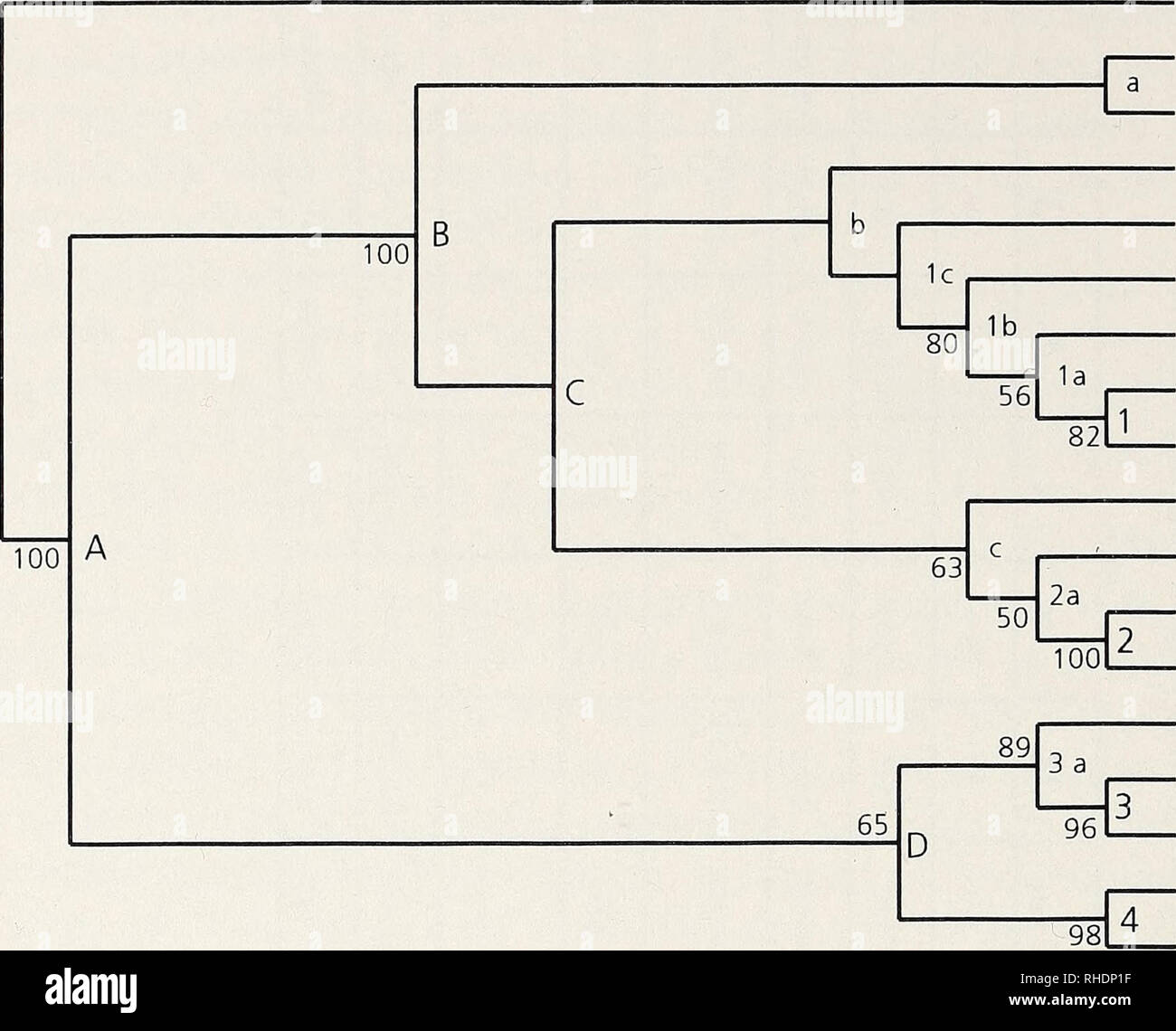 . Bonner zoologische Monographien. Zoologie. 140. F. C. coelebs W PalWcmed M thibetana P. pâle striolata M AfrE O. mozambica L AfrWES M citrinelloides D. O. AfrE AfrE dorsostriata L O. citrinipectus RAS O. leucopygia L L L AfrSE AfrWNE O. donaldsoni C. frontalis L L AfrWES des RAS P. gularis L AfrSE sulfurata C. c. flaviventris RAS L S. pusillus M PalEemed S. canicollis LM AfrES S. alario serinus S. RAS L L L PalWmed PalWcmed S. canaria Fig.2 : bootstrap Neighbor-joining tree de Arnaiz-Villena et al. (1999, fig. lb), légèrement modifié. 1000 neighbor-joining (répétitions) basé sur 924 ba Banque D'Images