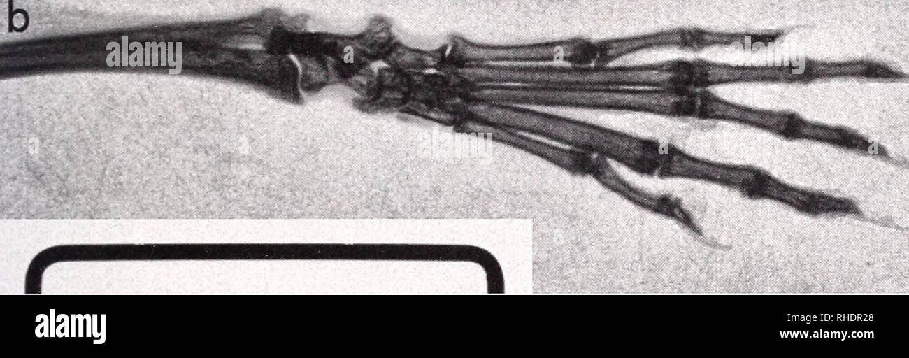 . Bonner zoologische Beiträge : Herausgeber : Zoologisches Forschungsinstitut und Museum Alexander Koenig, Bonn. Biologie ; Zoologie. Fig. 2. Des rayons x d'un Sylvisorex ollula de l'arrière-pied (ZFMK 2008.226, haut) et de Sylvisorex corbeti n. sp., (holotype ZFMK 88,91, en bas) ; l'échelle est 12,8 mm. Notez les différences de longueur de l'métacarpiens. Tableau 1. Les mesures externes (mm) et poids (g) de Sylvisorex corbeti n. sp. et de certaines 5. ollula du Nigeria et est entrée- roon. L'origine des espèces HB TL E HF Queue queue WT/corbeti HB S. n. sp., ZFMK 88,91 95,70 S. ollula ZFMK, S. ollula, ZFMK 63,190 S. ollula, ZFMK 69 Banque D'Images