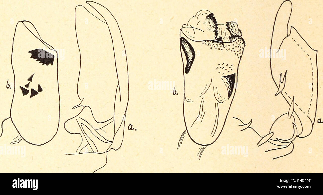 . Bonner zoologische Beiträge : Herausgeber : Zoologisches Forschungsinstitut und Museum Alexander Koenig, Bonn. Biologie ; Zoologie. 118 F. Daniel Bonn. zool.Beitr. Hmps. fumidisca L., Sikkim beschrieben von^ artlich sein dürfte dasselbe. Jedenfalls kann ich dans Beschreibung und figure keine Unterschiede finden. 239. Lithosia vicaria Wkr. (Ssp. antica Wkr.) Walker, liste Het. B. M. 2 p. 505 (1854). - Hampson, Cat. Le LEP. Phal. B. M. 2 p. 165, f. 93 (1900). - Seitz II p. 66 (1910) ; natara Moore. Seitz xiv p. 82 (1930). (Pas ?) antica Wkr. La liste. B. M. 2 p. 505 (1854). - Moore. Proc. Zool. Soc. Lo Banque D'Images