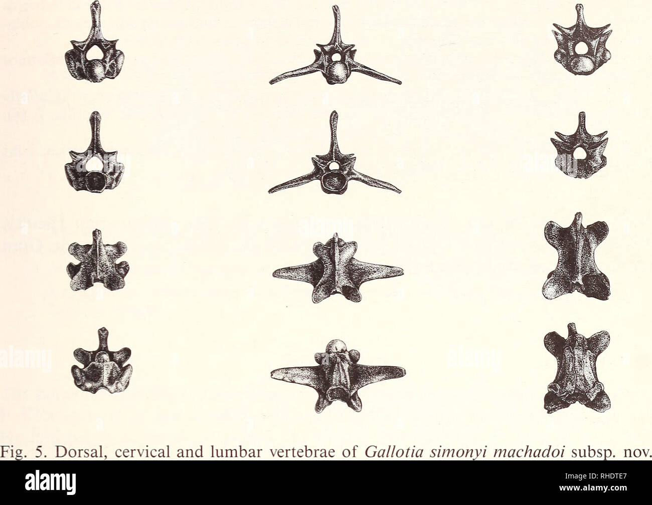 . Bonner zoologische Beiträge : Herausgeber : Zoologisches Forschungsinstitut und Museum Alexander Koenig, Bonn. Biologie ; Zoologie. Une nouvelle sous-espèce de lézard Cañarían 271. Remerciements à M. Antonio Sánchez pour les dessins de l'os et le Dr Rainer Hutterer pour son aide avec l'édition du manuscrit. Zusammenfassung Von der Kanareninsel Hierro wird eine neue Unterart der Rieseneidechse, Gallotia simonyi machadoi, beschrieben. Population 1975 entdeckt Die wurde und unterscheidet sich von der ausgestorbenen Salmorfelsens Nominatform des durch Größe, forme des Kopfes und Pholidosemerkmale. Bi Banque D'Images
