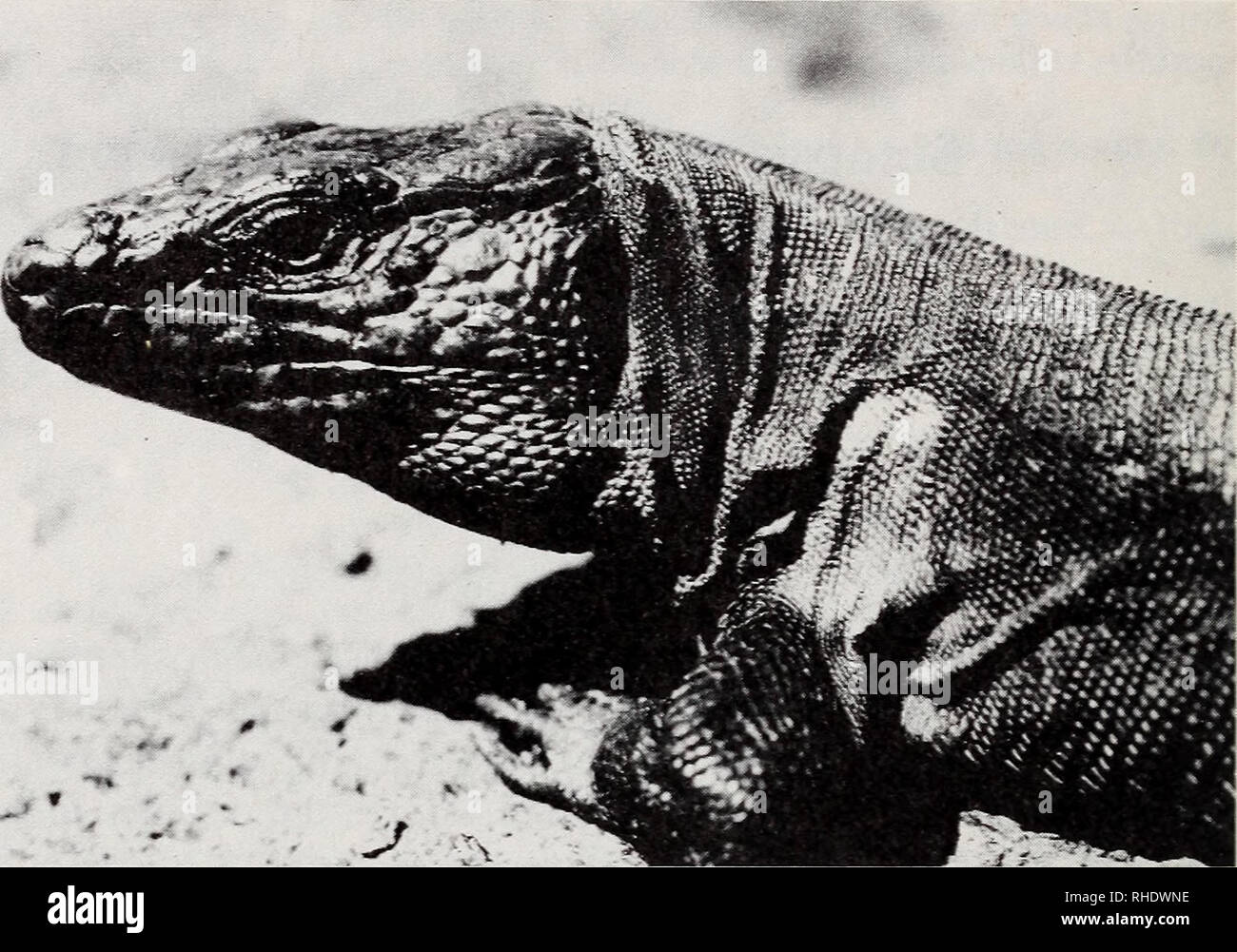 . Bonner zoologische Beiträge : Herausgeber : Zoologisches Forschungsinstitut und Museum Alexander Koenig, Bonn. Biologie ; Zoologie. 472 A. Machado i. Fig. 1 : Lagarto Gigante de El Hierro (Gallotia aff. simony i), un reptil extremadamente amenazado de extinción. Su población (Agosto 1984) réel se estima en un centenar de individuos. Foto A. Machado. les Amenazados del Consejo de Europa Honneger (1978) ; con igual categoría en el Red Data Book de la UICN (Groombridge, 1982), y últimamente, también aparece incluido en el Registro Federal de 29 de febrero de 1984, del Fish &AMP ; Service de la faune, de Banque D'Images