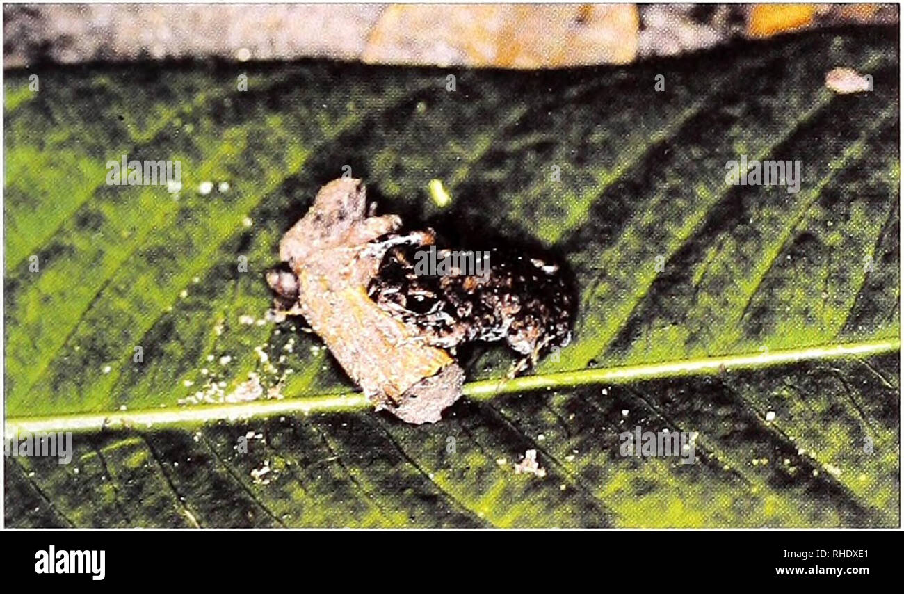 . Bonner zoologische Beiträge : Herausgeber : Zoologisches Forschungsinstitut und Museum Alexander Koenig, Bonn. Biologie ; Zoologie. Bonner zoologische Beiträge 55 (2006) 31 Bufo regularis Reuss, 1834 Localités : Sambolabo. dans village, 2 spécimens, ZFMK 75630 C, 24.1.2000), ZFMK 75730 (7.11.2000) ; Dodeo, dans village, 1 spécimen, ZFMK 75631 2.11.2000). Bufo sp. (Cf. Bufo sp. 2 sensu Amiet 1978) (Fig. 4) Localité : 5 km NEE d Fungoi, dans Creek dans la région de forêt-galerie sur le versant sud, 1 spécimen, ZFMK 75769 (les subadultes, 30.1.2000). Remarques : Ce modèle possède des glandes qui paratoid lisse sont le dedans co Banque D'Images