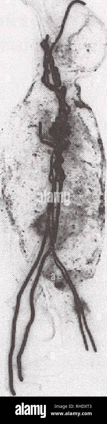 . Bonner zoologische Beiträge : Herausgeber : Zoologisches Forschungsinstitut und Museum Alexander Koenig, Bonn. Biologie ; Zoologie. Fig. Volatinia jacarina splendens : 1. NMW (66,442) mont détendue. Insula St. Bartholomaei, acquis avant 1806, d'un collectionneur inconnu. L'oiseau pourrait provenir de N.J.v. Jaquin's voy- age, qui s'est rendu à Saint Bartholomé (dans les petites îles antillaises) entre 1755-1757 et est revenu avec "beaucoup d'oiseaux exotiques" pour la volière impériale. Foto : R. Schumacher. Fig. ¡Acariña 2 : Volatinia splendens. NMW (66,442 x-ray photographie). Les fils et les décisions de l'échantillon en bon accord Banque D'Images