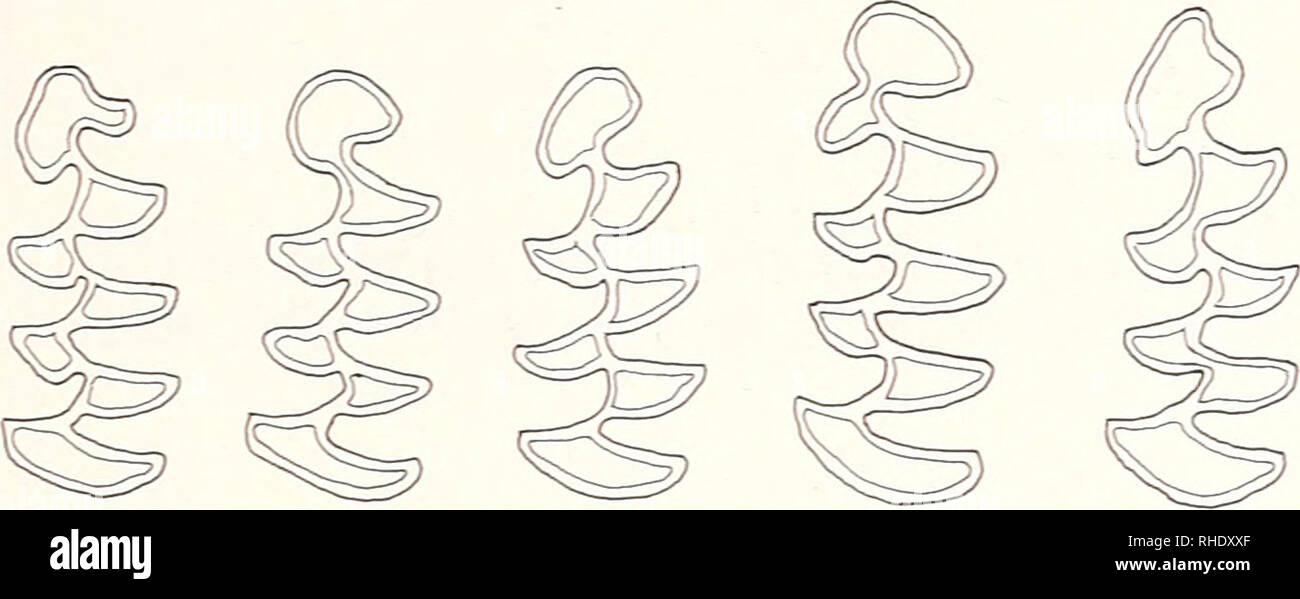 . Bonner zoologische Beiträge : Herausgeber : Zoologisches Forschungsinstitut und Museum Alexander Koenig, Bonn. Biologie ; Zoologie. demeure. f g h i j k Fig. 6 : variabihty morphologiques de Mi en Microrus nivalis à partir de l'Autriche et la Yougoslavie. Tableau 2 : Fréquence d'occurrence (dans ^q) des morphotypes Mi dans 13 échantillons de M. nivalis géographique de l'Autriche et la Yougoslavie. L'identification des zones d'échantillonnage (Fig. 1.).  % (^0 ^0 ^0 nivahd- avancée n'nivalid ratticepid nivahd gud 1 31 0,0 3,2 64,5 32,3 0,0 28,0 4,0 225 68,0 3 273,7 0,0 33,3 63,0 3,8 7,5 17,0 453 71,0 526 3,8 15,4 15,4 65,4 Banque D'Images