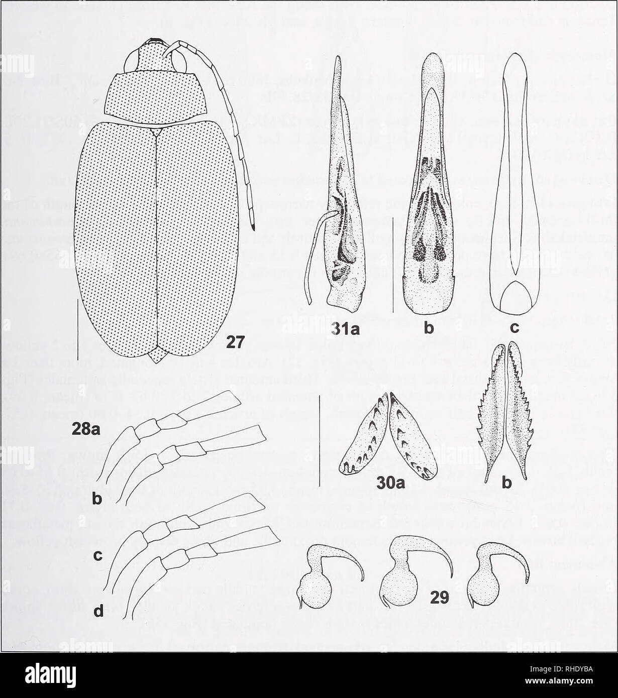 . Bonner zoologische Beiträge : Herausgeber : Zoologisches Forschungsinstitut und Museum Alexander Koenig, Bonn. Biologie ; Zoologie. Révision de la tête 61 Monolepta Afrotropicale : rouge, jaune, antennes entièrement ou au moins la pointe de dernier article rouge (Fig. 27), long et mince. Les articles 4 à 10 s'allongent, plus de 3 x plus long que large à l'extrémité distale. longueur de 2 à 3 articles antennaires : 1.00-1.05 (moyenne : 1,01), longueur des articles 3 à 4 : 0.32-0.36 (moyenne : 0,34 ; fig. 28). Prothorax Thorax : carmin, parfois rouge jaunâtre. Largeur Pronotal 1.65-1.80 mm (moyenne : 1,66 mm), rapport longueur sur largeur : 0.55-0.58 Banque D'Images