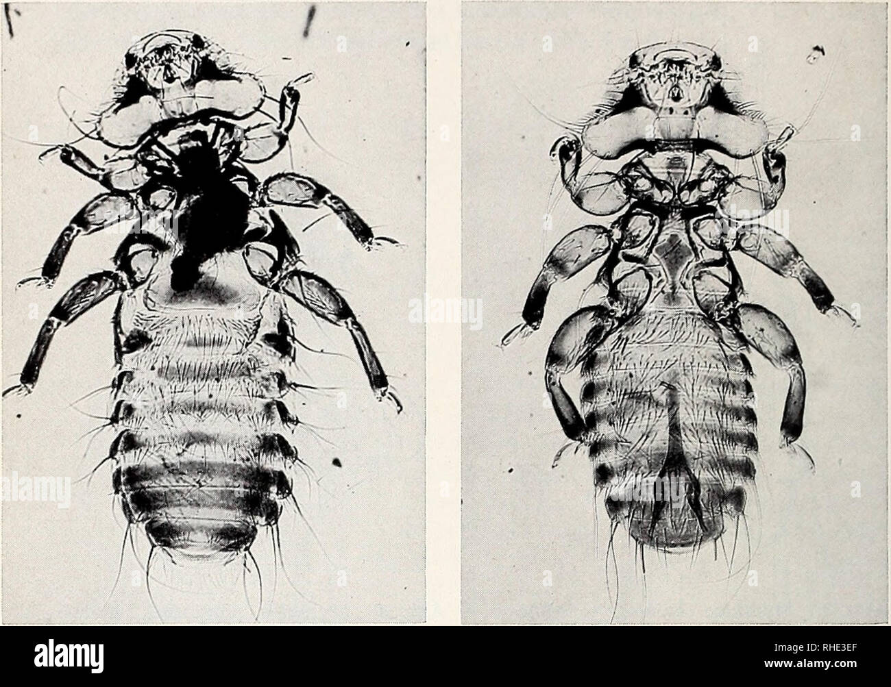 . Bonner zoologische Beiträge : Herausgeber : Zoologisches Forschungsinstitut und Museum Alexander Koenig, Bonn. Biologie ; Zoologie. 144 H. Klockenhoff Bonn. Zool. Beitr.. Abb. 6 Myrsidea coloiopsis, Holotypus : 2 ABB. 7 Myrsidea coloiopsis Paratypus :, ¿ Körpermaße Tabelle 1 : (en mm) von Myrsidea coloiopsis 6 : n  = 62 : n  = 6 X 61 $ 6 s 1 ? 6 Caput-Länge 2 VB 0 320 360 014 0 008 0,29- 0,34 -0,34 -0,37- Caput-Breite 0 510 570 027 0 011 0,49- 0,55 -0,56 -0,59- Prothorax-Länge 0 177 0 220 004 0 021 0,17- 0,18 -0,18 -0,24- Prothorax-Breite 0 315 0 350 002 0 023 0,31- 0,31 -0,32 -0,38- Pterotho Banque D'Images